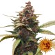 Ayahuasca Purple - Barney's Farm
